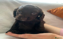 Cocker Spaniel dogs for sale: PURE WORKING CHOCOLATE COCKER SPANIELS  - Advert 2