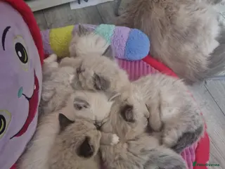 Neva Masquerade cats 4 Gorgeous 8 week old neva masquerade kittens - Advert 13