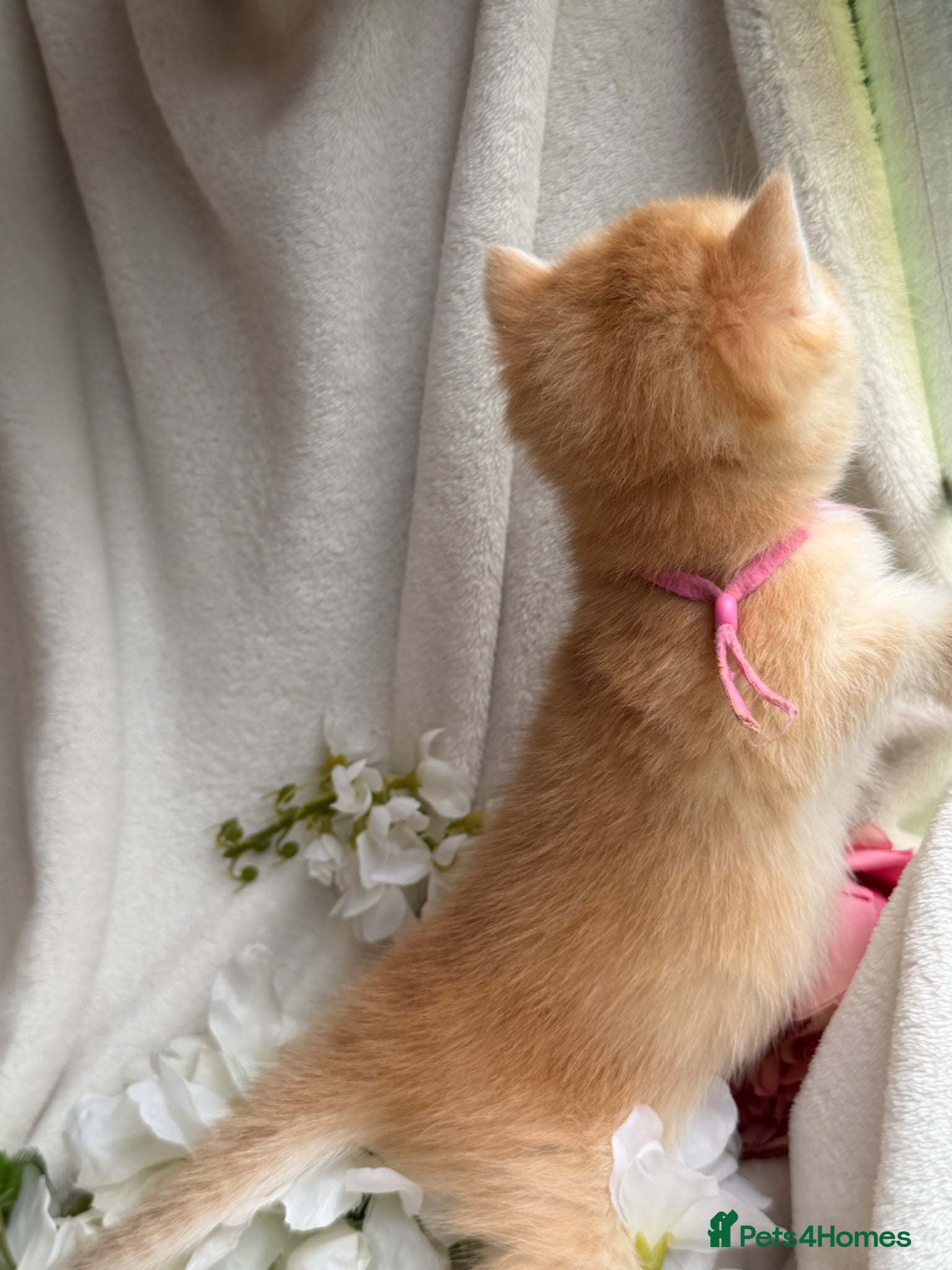 British Shorthair cats for sale: British shorthair golden adorable kitten GCCF  - Advert 14
