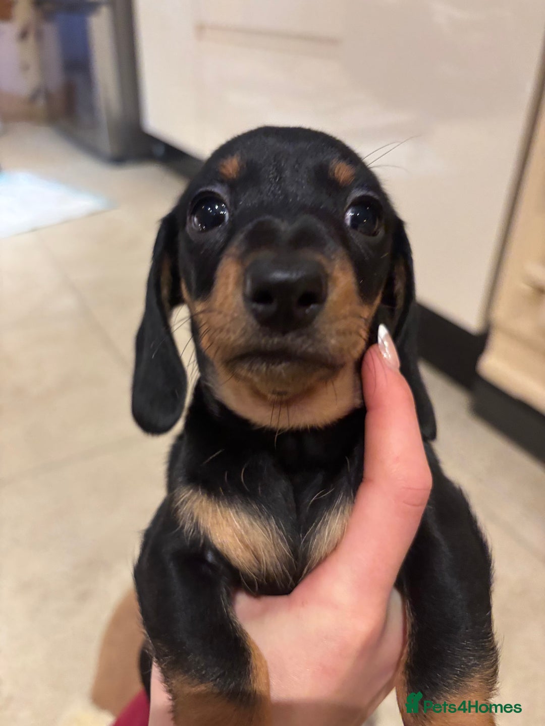 Miniature Dachshund dogs for sale: Miniature Silver Dapple & Black and Tan Dachshunds - Advert 14