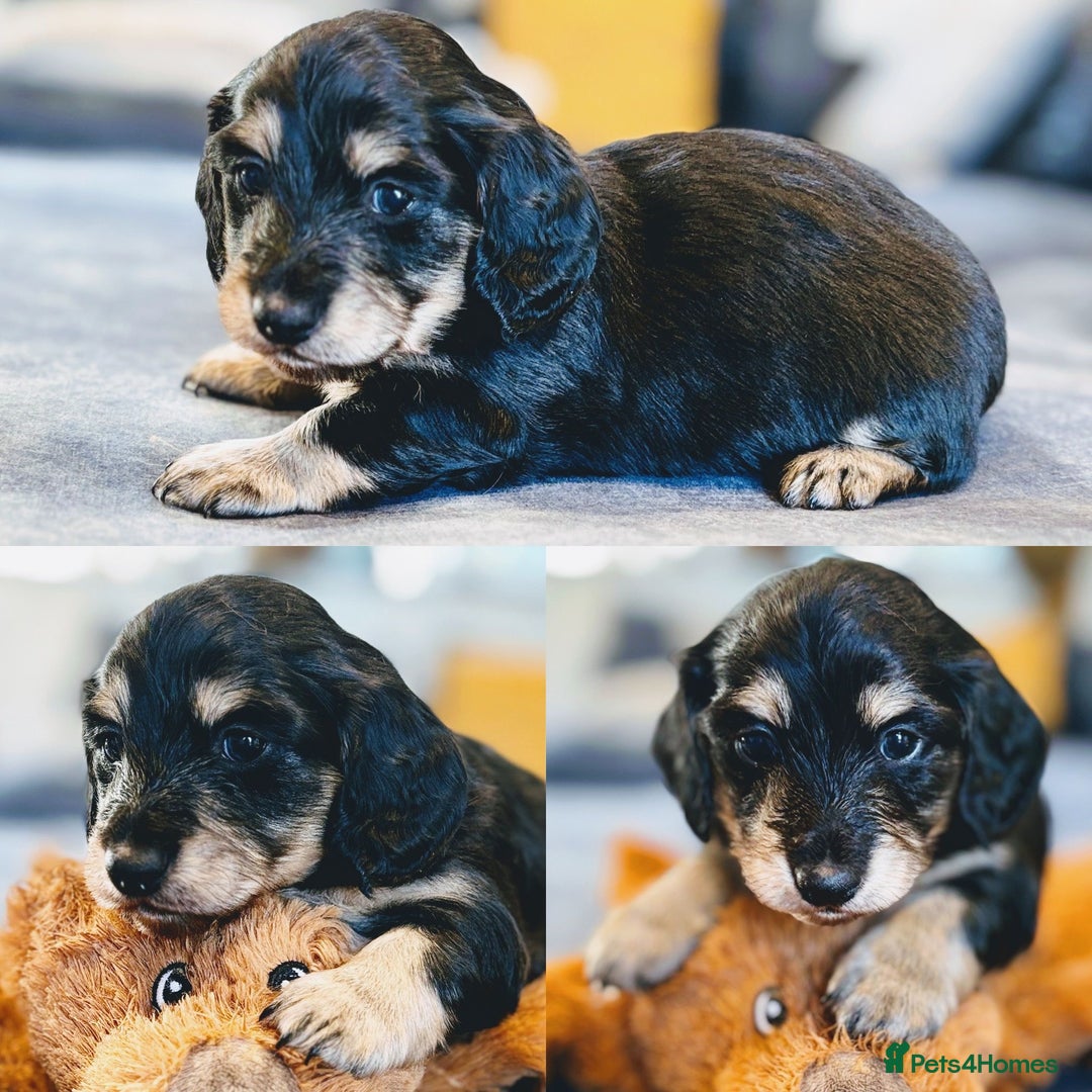 Miniature Dachshund dogs for sale: KC Registered Cream Long Hair Miniature Dachshunds - Advert 22