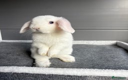 Mini Lop rabbits for sale: Stunning mini lops  - Image 12