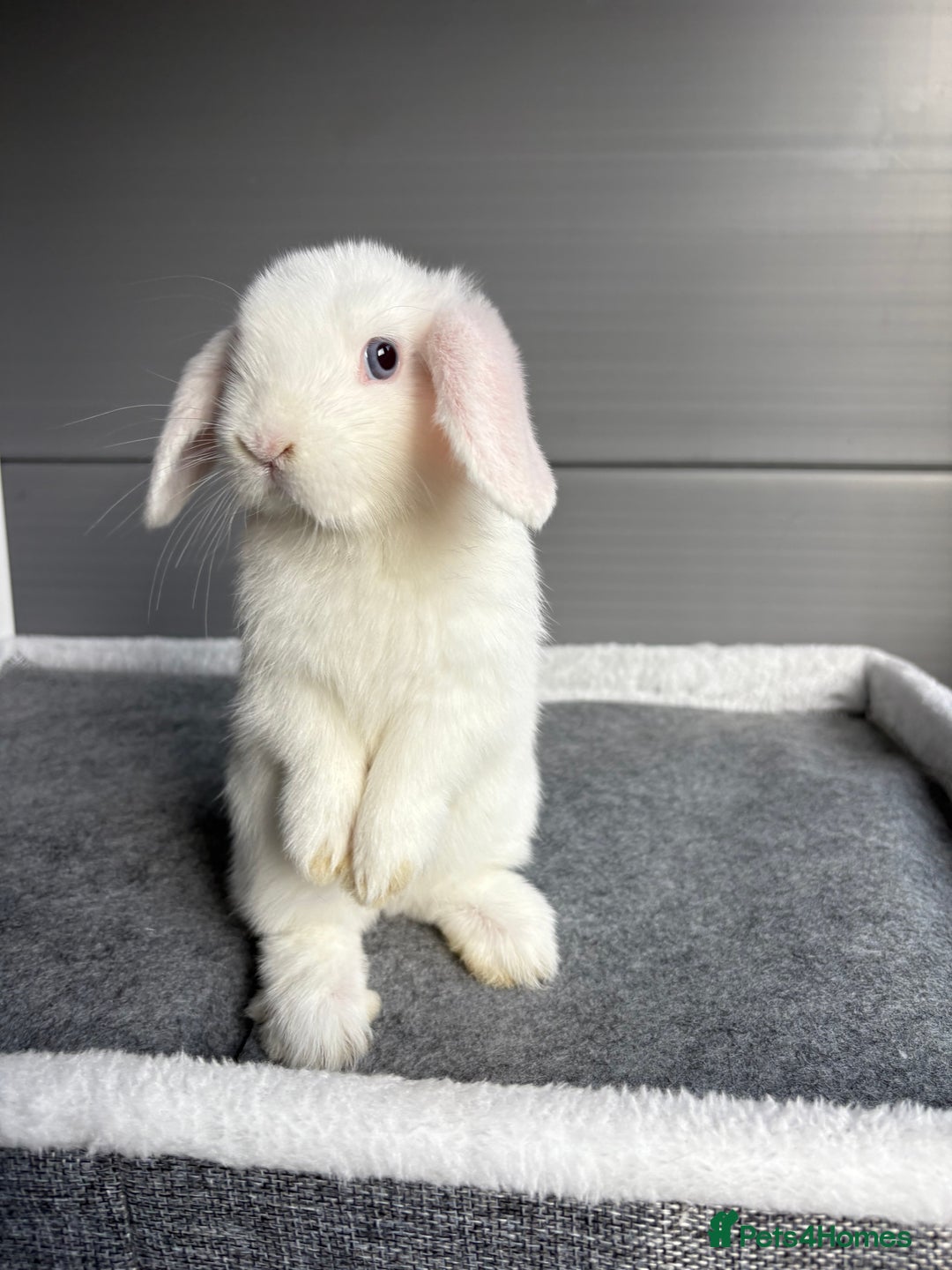 Mini Lop rabbits for sale: Stunning mini lops  - Image 12