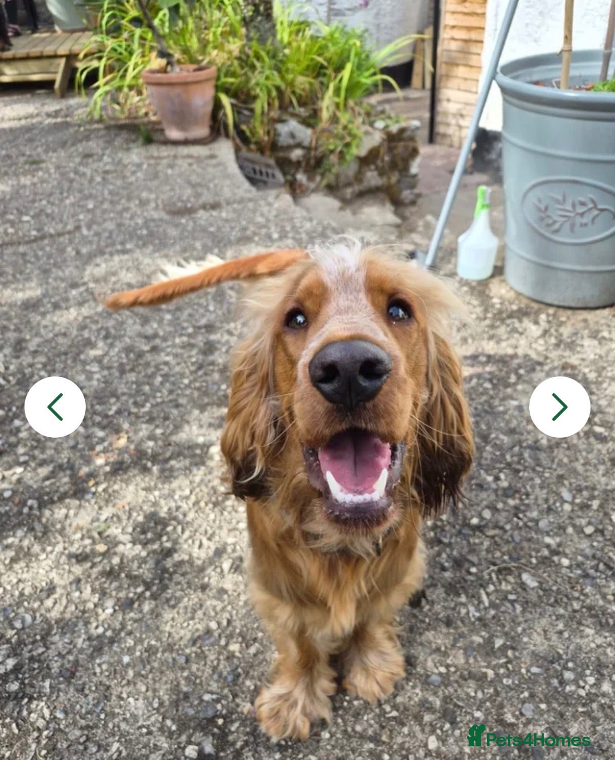 Cocker Spaniel dogs Zuko , 10 months old  - Advert 5