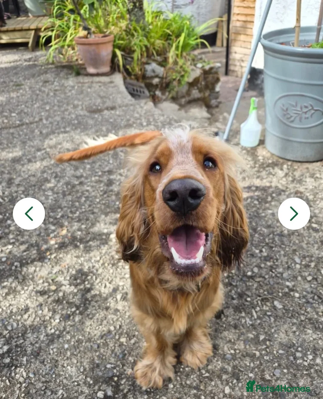 Cocker Spaniel dogs for sale: Zuko , 10 months old  in Stoke-on-Trent - Advert 1