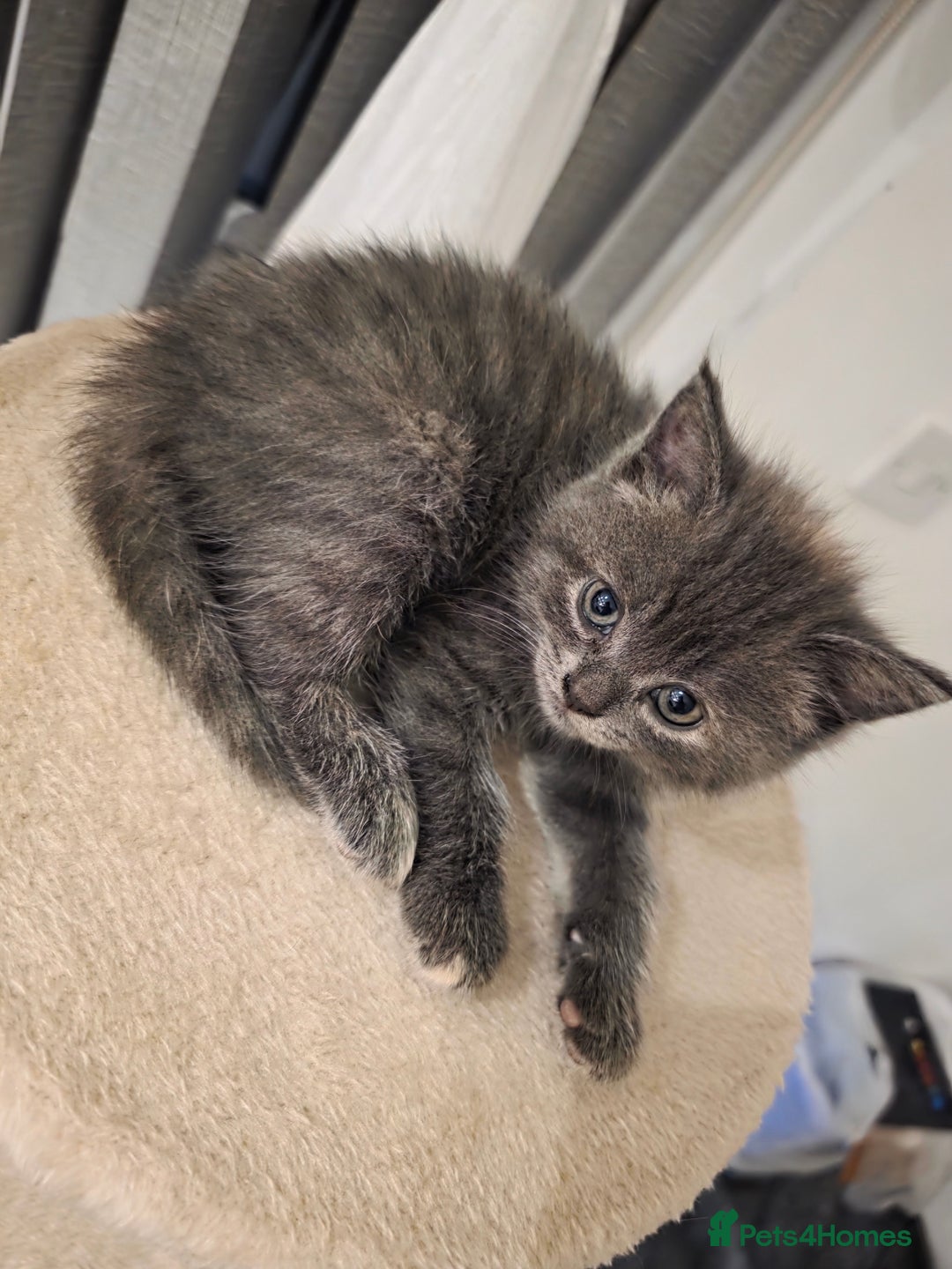 Mixed Breed cats for sale: Red point Ragdoll X Blue British Shorthair - Image 2