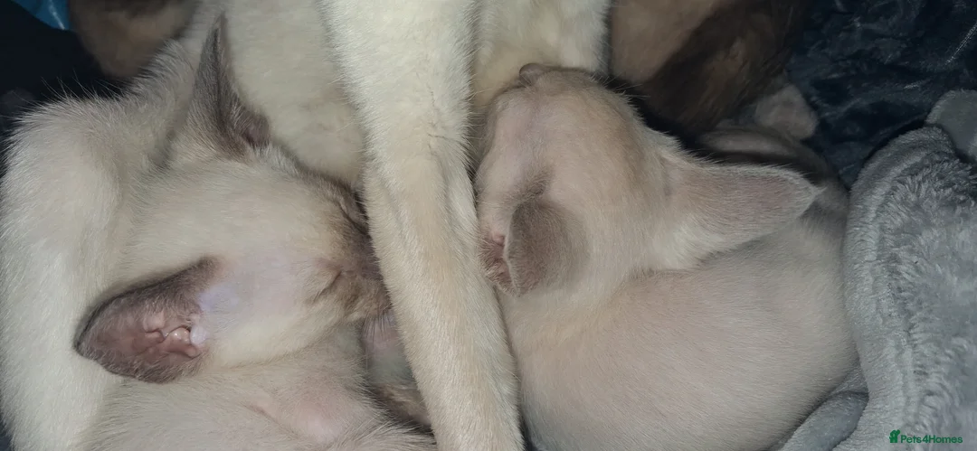 Siamese cats for sale: Cheeky Pure Siamese Kittens - 2Left - Advert 7