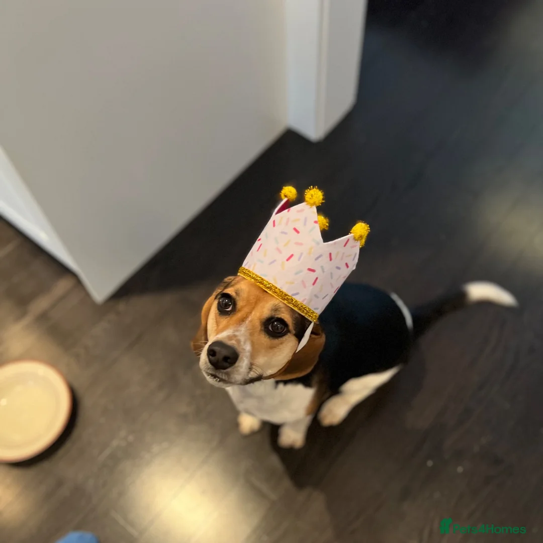 Beagle dogs for sale: Sweetheart Beagle - Advert 8