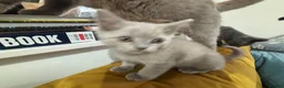 British Longhair cats for sale: One stunning and very friendly kitten - Advert 3