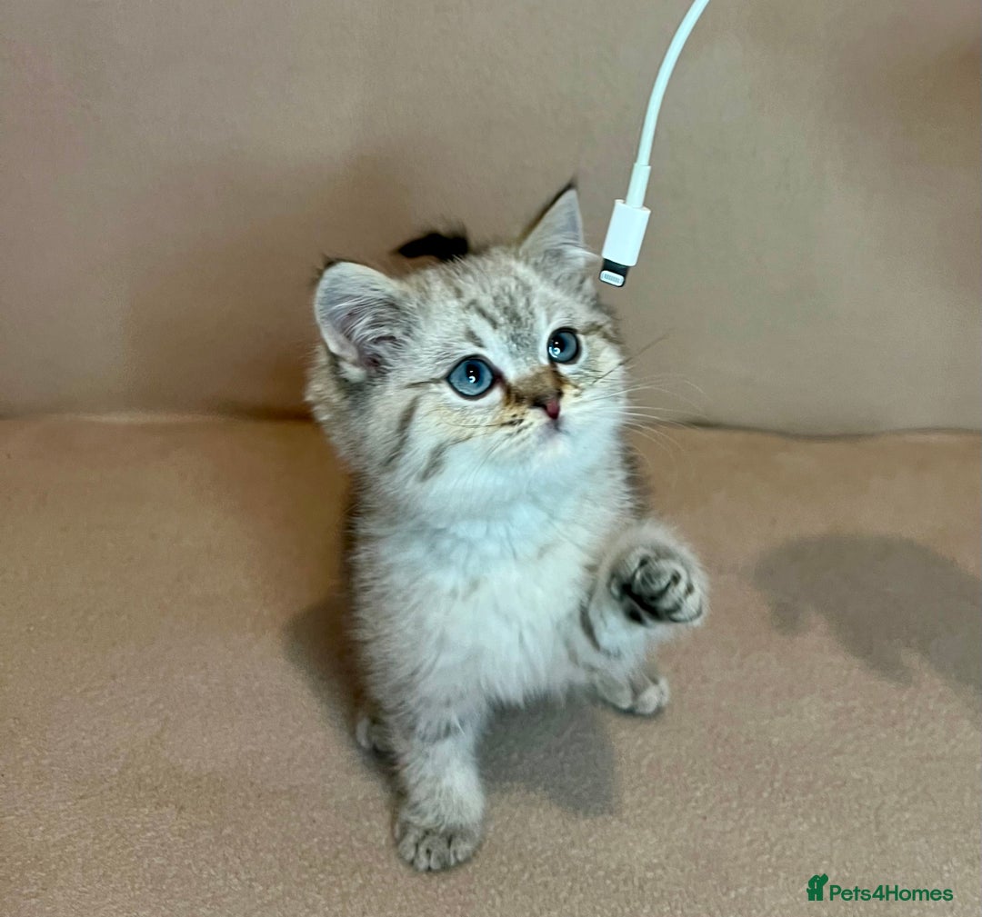 British Shorthair cats for sale: 🐾BSH Golden Kittens🐾  - Advert 13