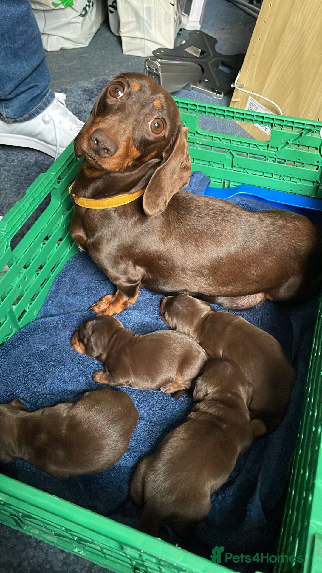 Miniature Dachshund dogs for sale: Trixie kc registered Smooth Miniature dachshund - Advert 1
