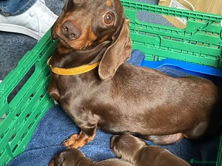 Miniature Dachshund dogs Trixie kc registered Smooth Miniature dachshund - Advert 2
