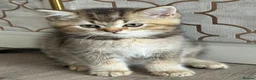 British Shorthair cats for sale: Only 3 gorgeaus e kitty are left  - Advert 8