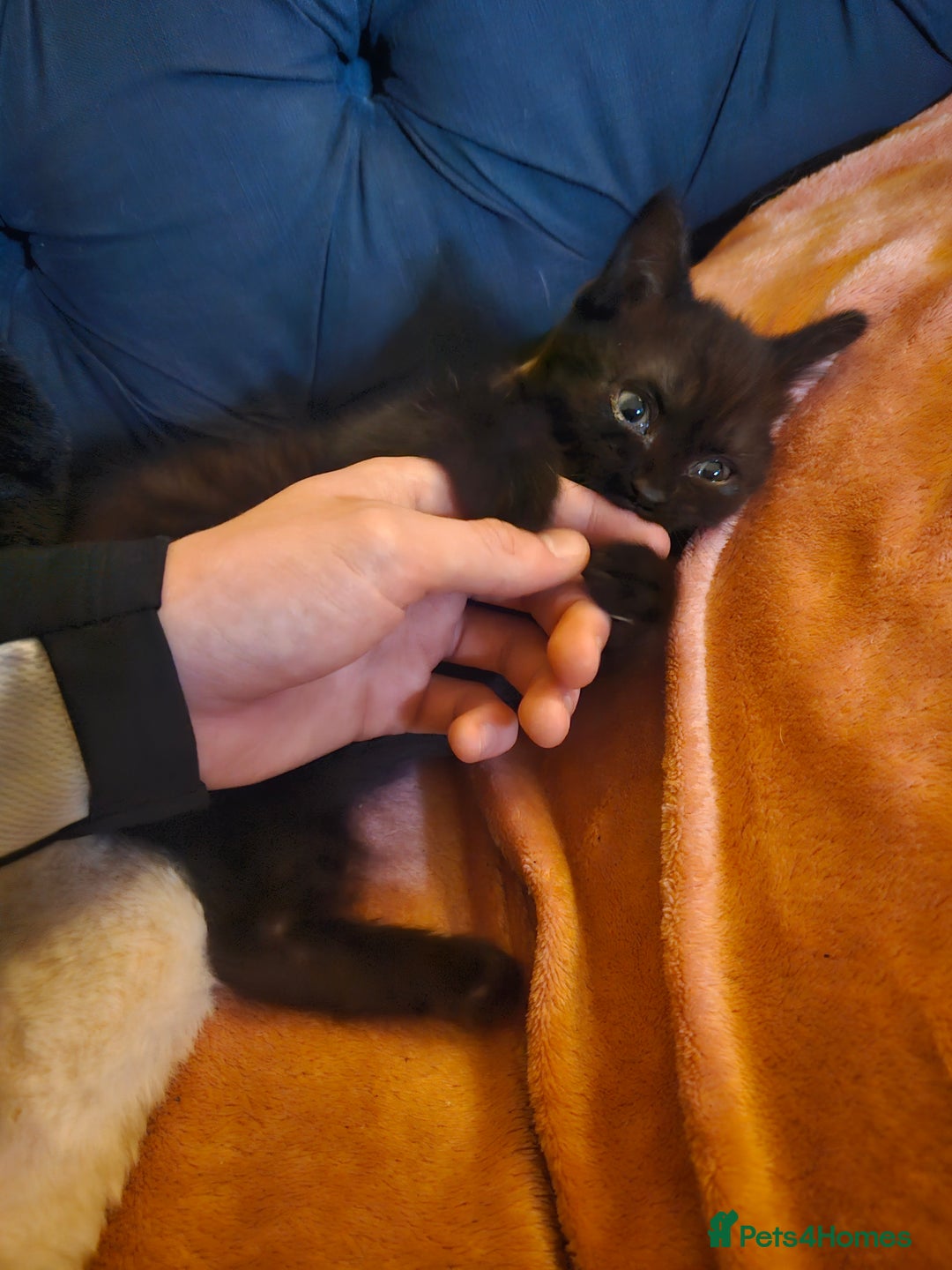 Mixed Breed cats for sale: Stunning Bengal x British Shorthair Kittens - Advert 10