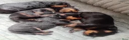 Rottweiler dogs for sale: Rottweiler puppies  - Advert 5