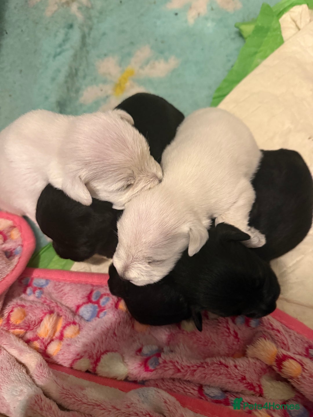 Miniature Schnauzer dogs for sale: Gorgeous KC Reg mini Schnauzers 1 black girl left  - Advert 9