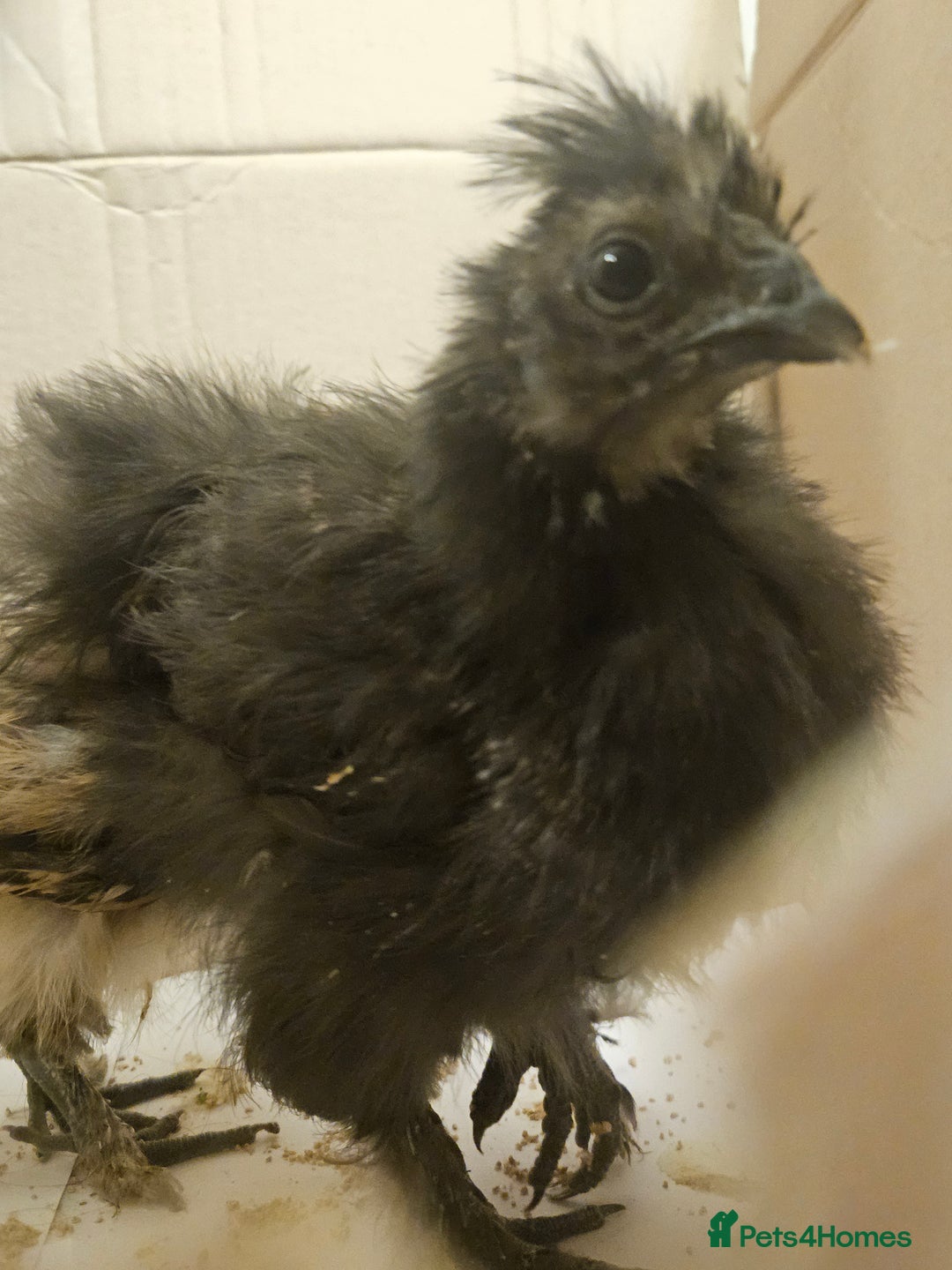 Chickens poultry for sale: Baby Purebred Silkies For Sale ✨️ - Advert 4