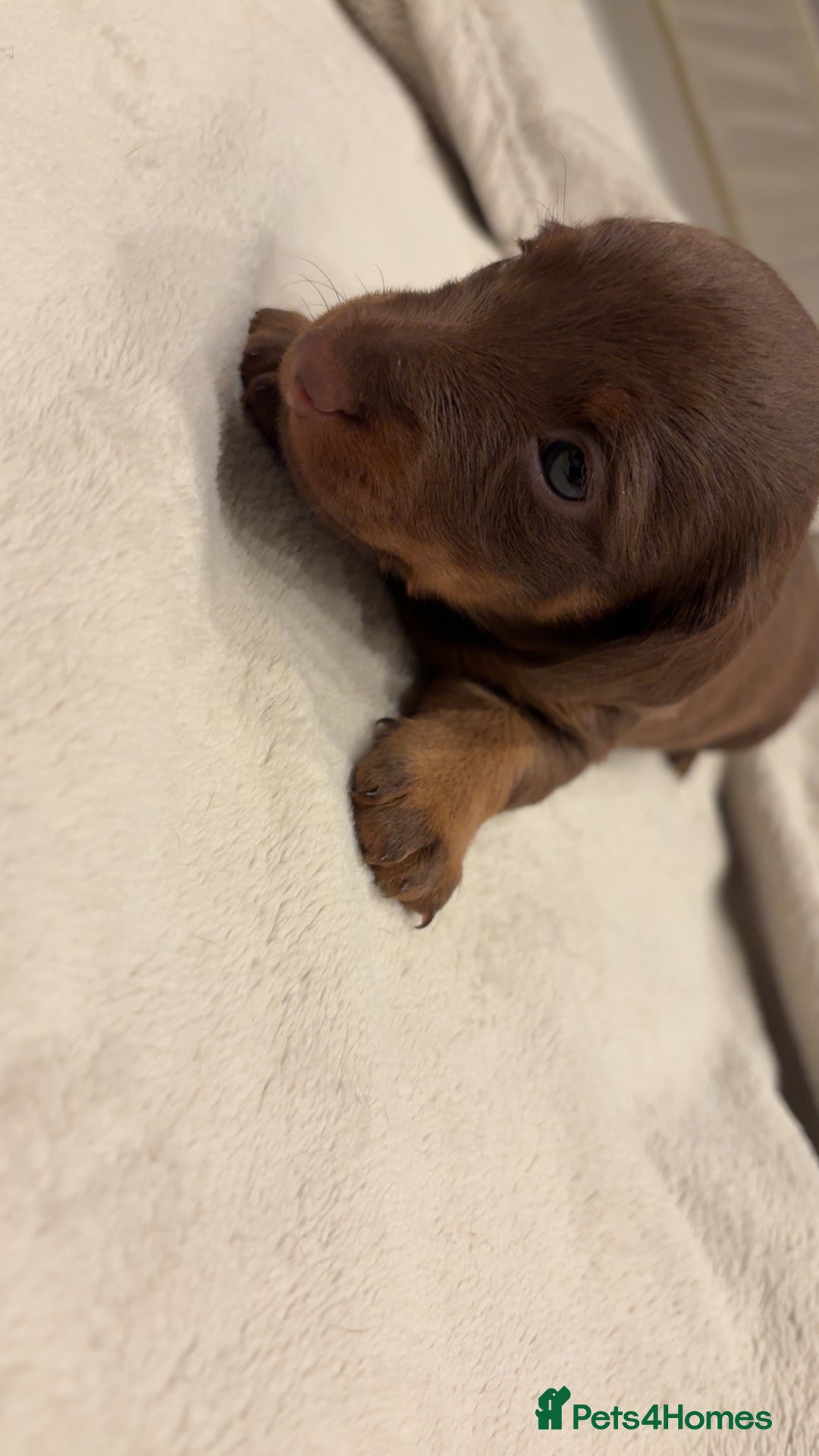 Miniature Dachshund dogs for sale: Our chocolate and tan pups  - Advert 7