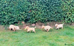 Cockapoo dogs for sale: 6 beautiful champagne and gold 🐶  - Image 3