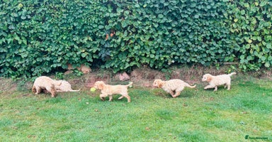 Cockapoo dogs - Advert 9