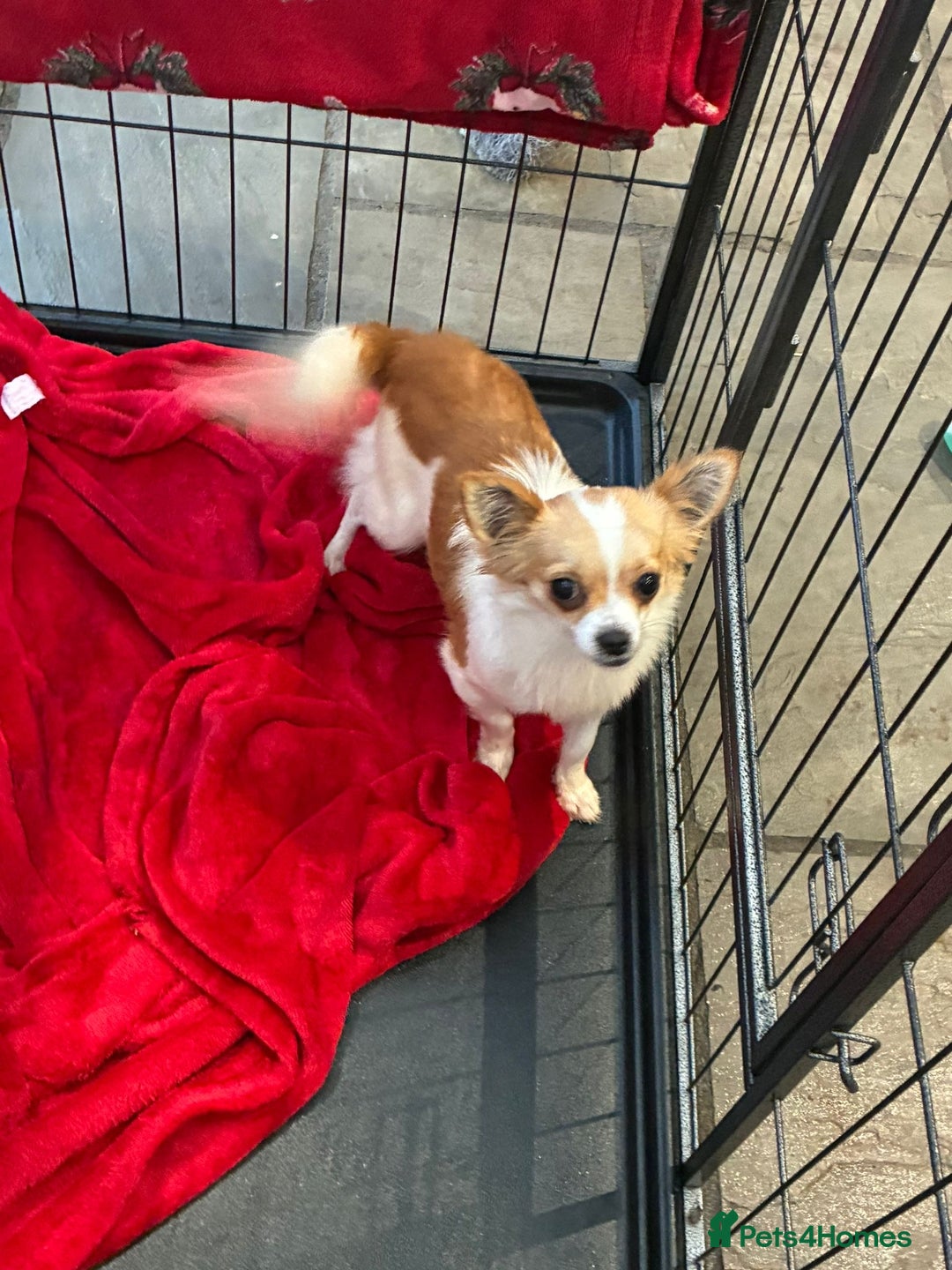 Chihuahua dogs for sale: Tinkerbell - Advert 1