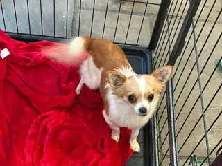 Chihuahua dogs Tinkerbell - Advert 8