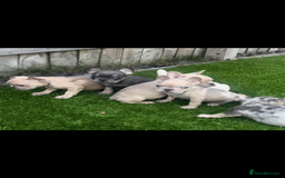 French Bulldog dogs for sale: French bull dog puppys  - Image 3