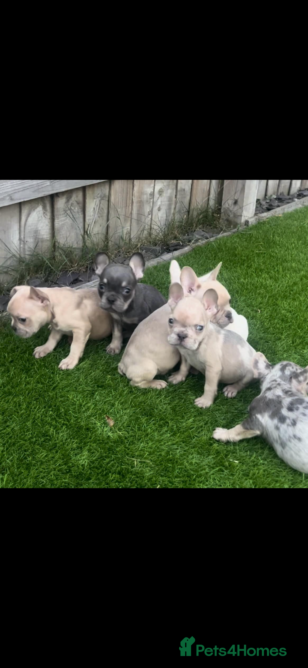 French Bulldog dogs for sale: French bull dog puppys  - Image 3
