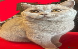 British Shorthair cats for sale: Rehoming Our Precious British Shorthair Cats - Advert 15