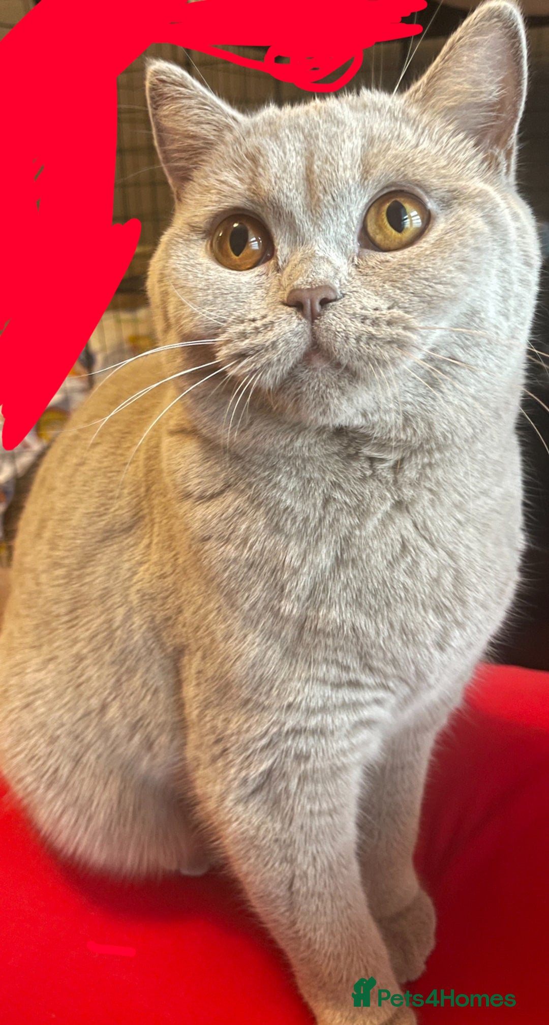 British Shorthair cats for sale: Rehoming Our Precious British Shorthair Cats - Advert 15