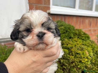 Shih Tzu dogs Shih tzu - Advert 18