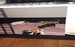 Jack Russell dogs for sale: Jack Russell puppies - Image 1