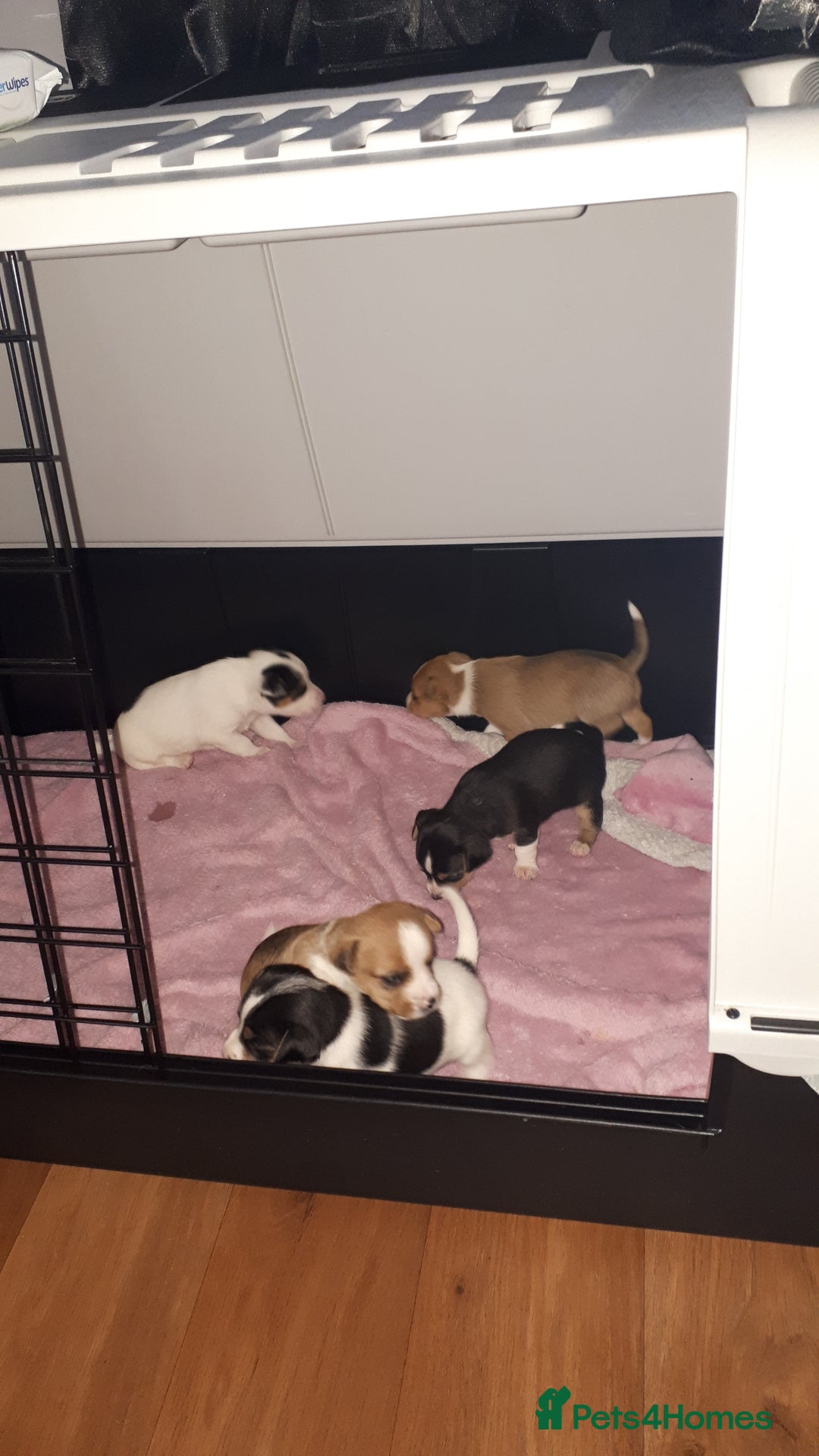 Jack Russell dogs for sale: Jack Russell puppies - Image 1