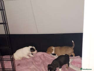 Jack Russell dogs - Advert 27