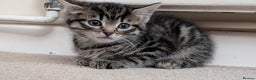 Mixed Breed cats for sale: 2 female kittens available  - Advert 5