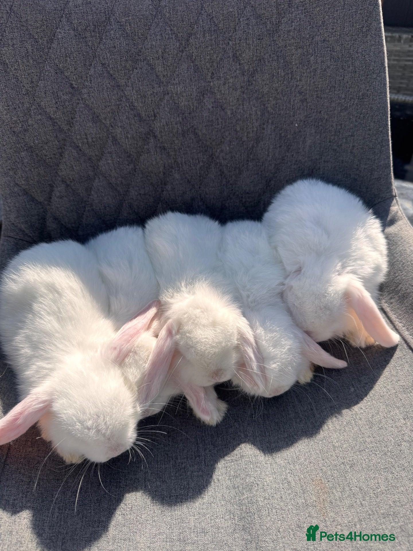 Mini Lop rabbits Pure bred mini lop bunnies  - Advert 2