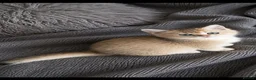 Scottish Fold cats for sale: Charming Scottish Straights and  Fold available. - Advert 12