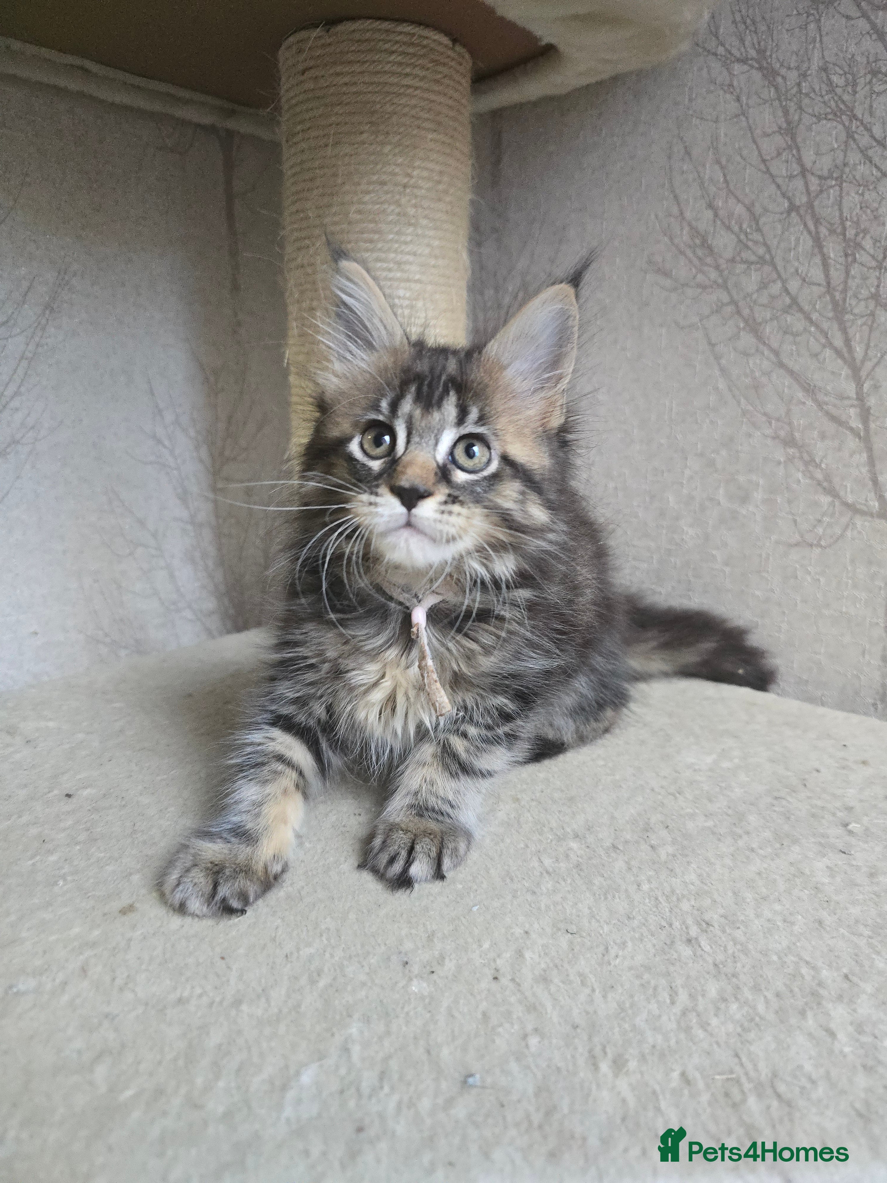 Maine Coon cats Beautiful TICA Pedigree Maine Coon Kittens - Advert 15