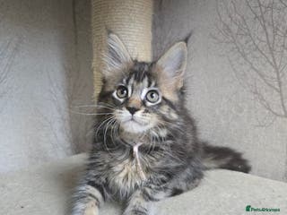 Maine Coon cats Beautiful TICA Pedigree Maine Coon Kittens - Advert 15