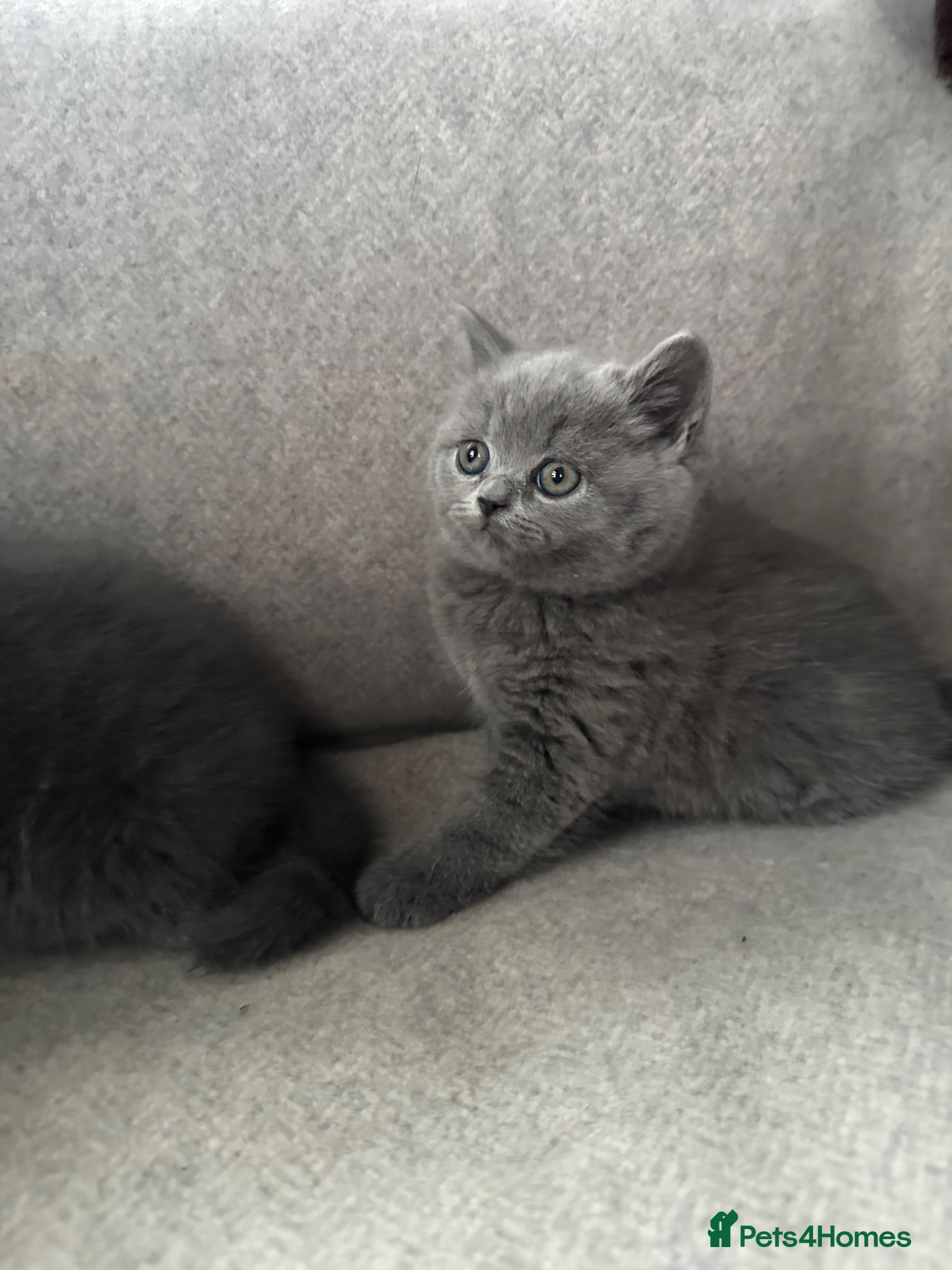 British Shorthair cats British Shorthair and Long Hair GCCF Registered  - Advert 2