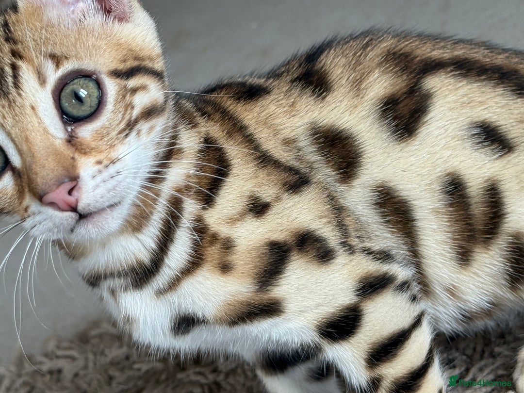 Bengal cats for sale: Show quality Bengal kittens available  - Image 24