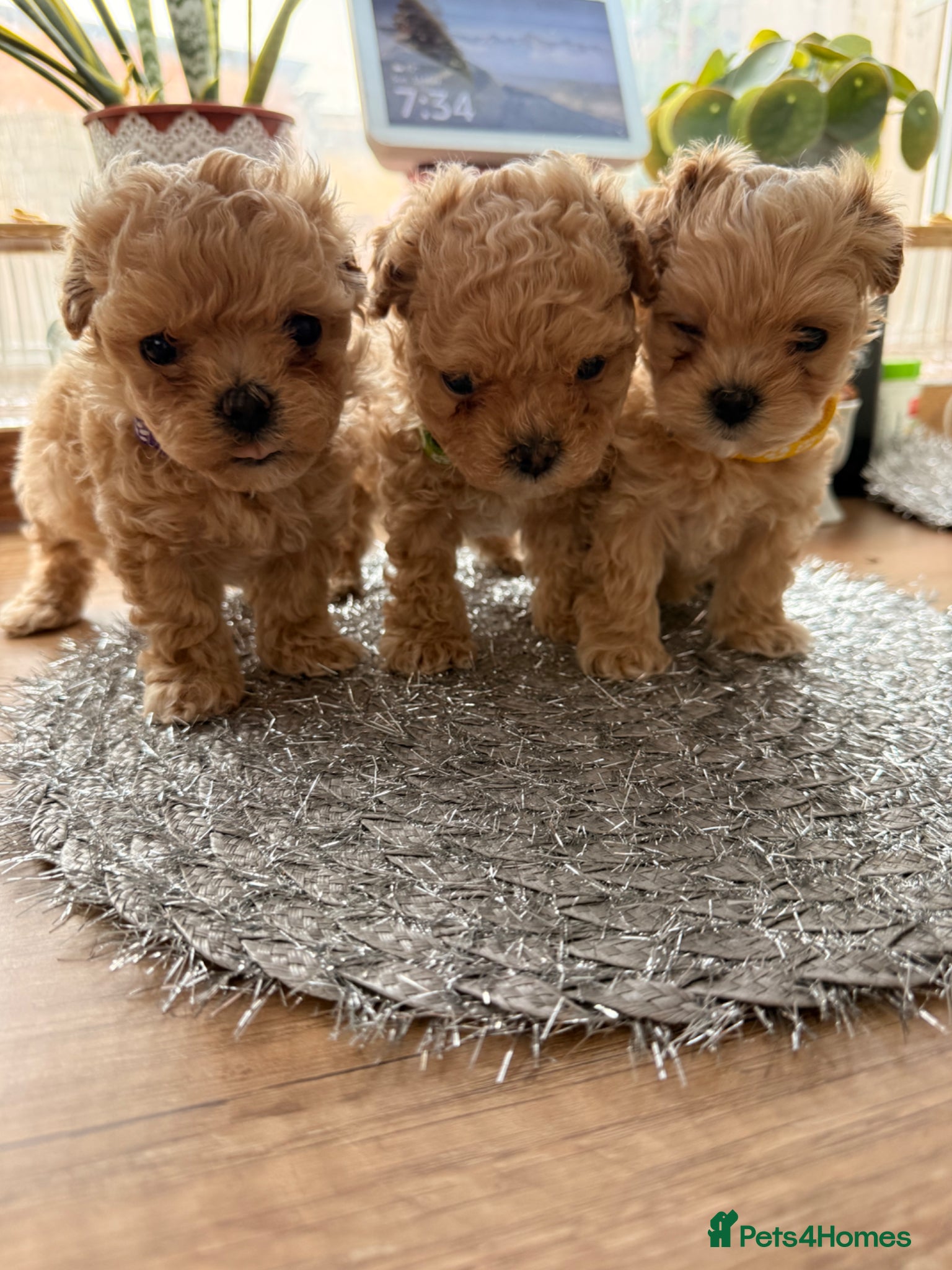 Maltipoo dogs 🤎Beautiful F1 litter of Mini Mini Matipoo 🤎 - Advert 18