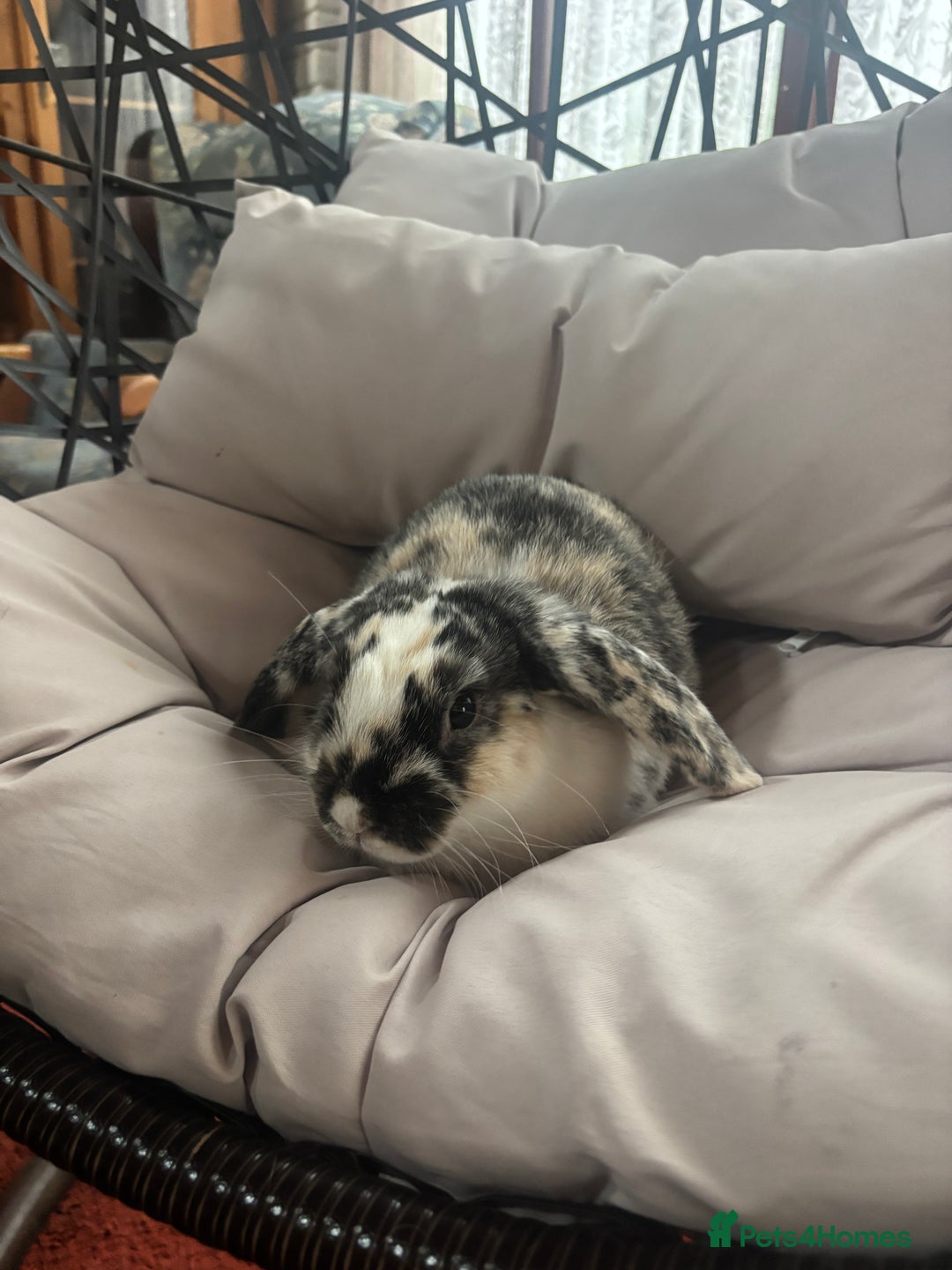 Mixed Breed rabbits for sale: 🐇 Rabbits - 4 available (2 boys, 2 girls) 🐇 - Image 5