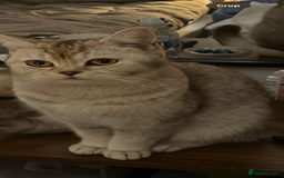 Mixed Breed cats for sale: British shorthair X British shorthair x Tabby - Image 34