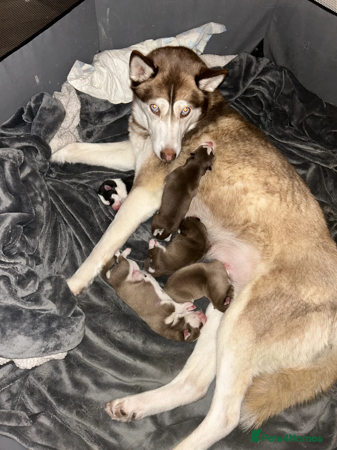 Siberian Husky dogs for sale: 5 huskies for sale - Advert 13