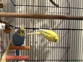 Budgerigars birds - Advert 4