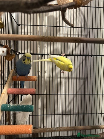 Budgerigars birds - Advert 3