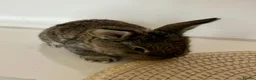Continental Giant rabbits for sale: Giant Continental Rabbit 🐰 - Advert 5