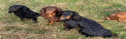 Cocker Spaniel dogs for stud: Sweet natured & handsome cocker stud dog in Bristol - Advert 8