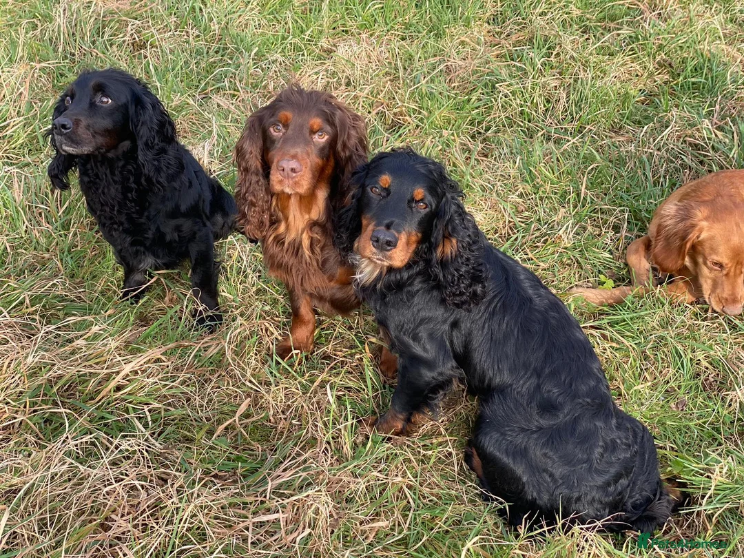 Cocker Spaniel dogs for stud: Sweet natured & handsome cocker stud dog in Bristol - Advert 8